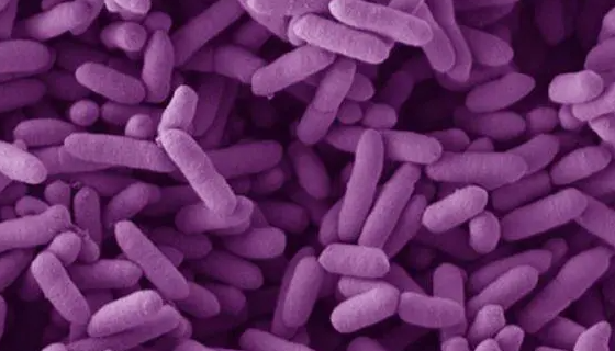 拟杆菌属的类别与分类及生物学性状与致病性！