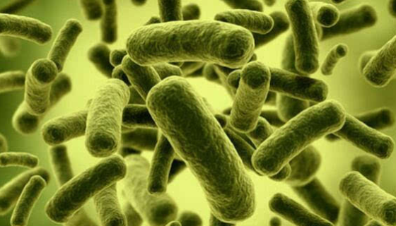 嗜热一氧化碳链霉菌的储存与培养及注意事项！