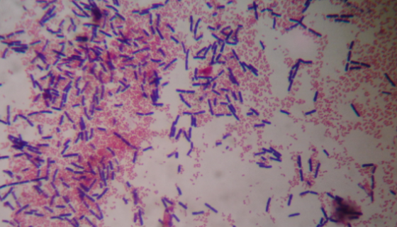 ATCC 19401 溶组织梭菌的特点与优势及其培养！