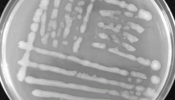 生脂固氮螺菌的形态特征与培养方法及操作流程！