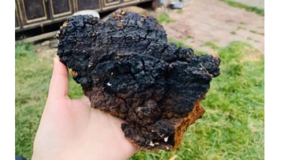 桦褐孔菌的功能特性与药用价值及功效作用！