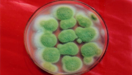 米曲霉在水产养殖中的作用机理与应用好处！