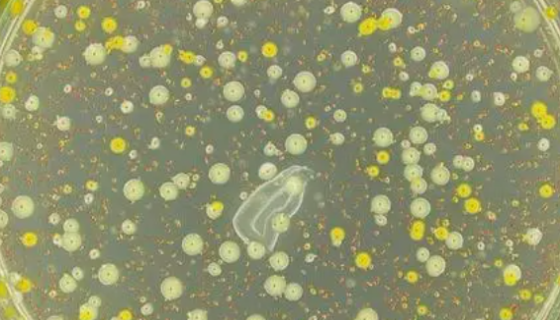 恶臭假单胞菌的性质、用途与生产工艺！