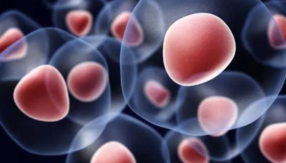 人造血干细胞的运输和保存及注意事项有哪些？