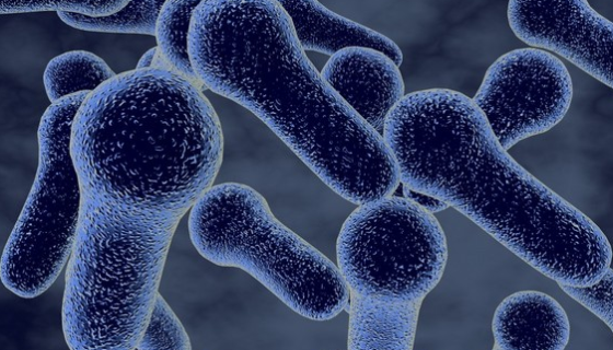 梭形芽孢杆菌——用于食品安全的研究