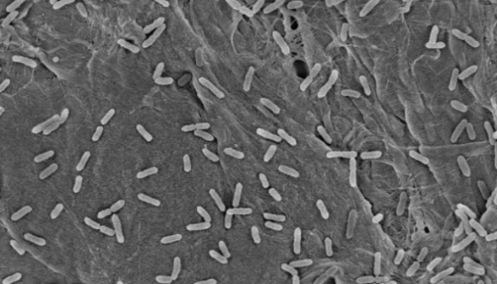 ATCC 8158 排硫硫杆菌 百欧博伟生物