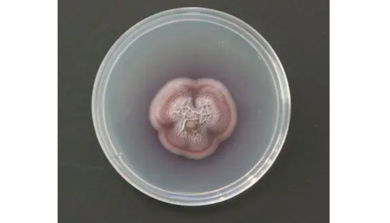 柴油食烷菌——抗药性较强（防腐试验菌）