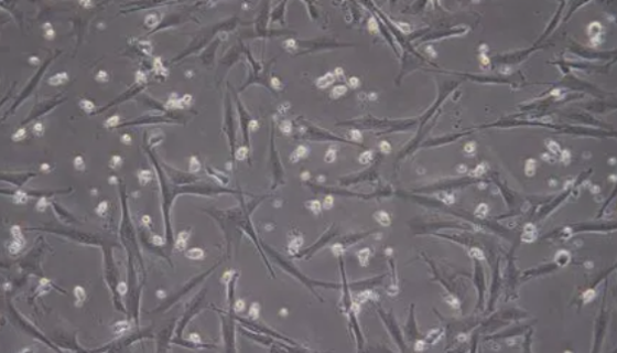 山羊外周血单核细胞复苏与传代及冻存操作说明！