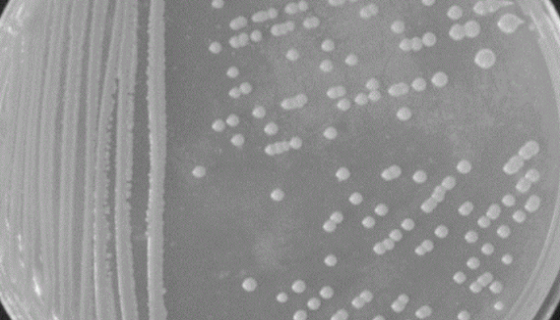 ATCC 14929 烟草节杆菌的特征特性及培养方法！