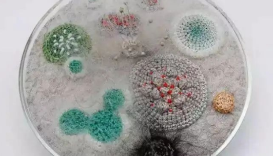 密丛毛霉的培养方法与注意事项及打管说明！