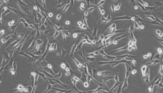 小鼠肠上皮细胞的性质与用途及生产工艺！