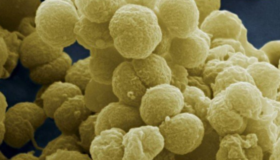 ATCC 29256 干燥奈瑟氏菌 百欧博伟生物