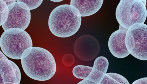 ATCC 27210 白色瘤胃球菌 百欧博伟生物