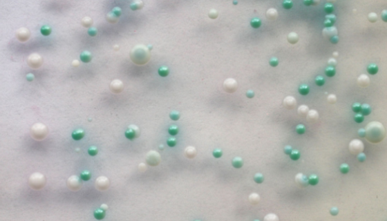 ATCC 22019 近平滑假丝酵母（近平滑念珠菌）