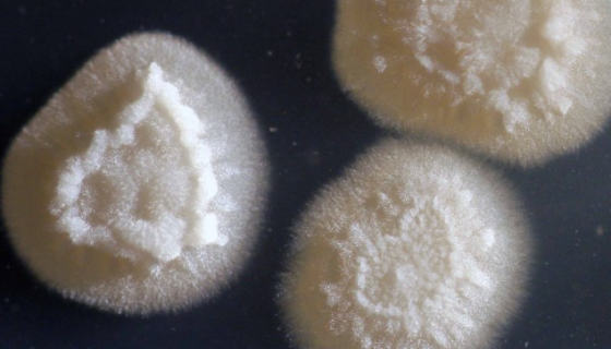 ATCC 20177 解脂耶氏酵母的特点与优势及培养！