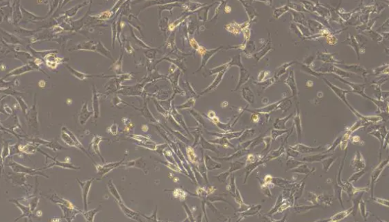 比格犬软骨细胞的运输和保存及使用与注意事项！