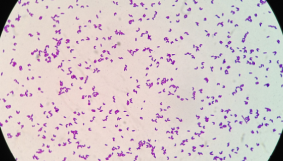 ATCC13032 谷氨酸棒状杆菌冻干管打管说明！