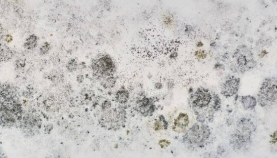 ATCC 16451 嗜热毛壳菌 百欧博伟生物