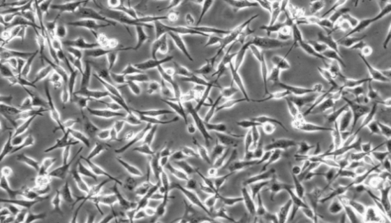 大鼠表皮黑色素细胞的分离方法与质量检测！