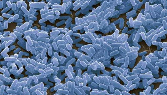 枯草芽孢杆菌的作用机制与培养方法及应用领域！