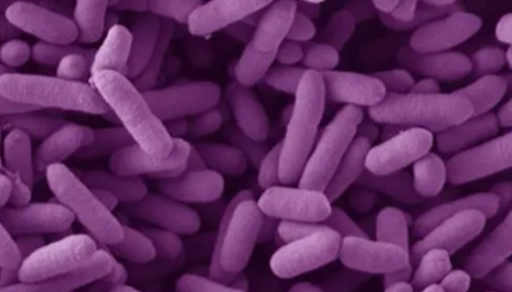 ATCC 43185 粪拟杆菌的特点与优势及其培养！