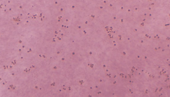 ATCC 51837 玫瑰色新鞘氨醇菌 百欧博伟生物
