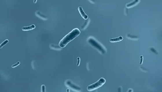 ATCC 17749 溶藻弧菌的培养方法与实验内容！