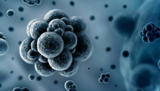 粪产碱杆菌 国家标准菌种 CMCC(B)40001