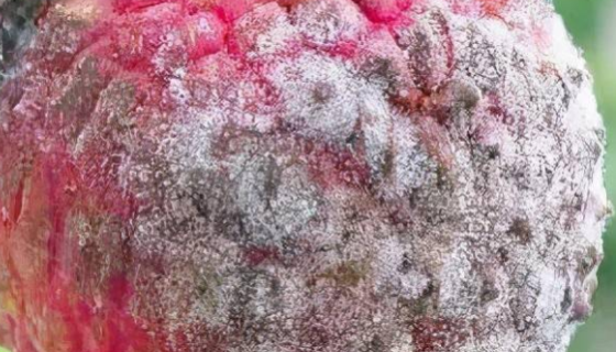 荔枝霜疫霉病的病原特征與流行規(guī)律及防治方法！