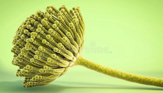 曲霉菌的感染途徑與臨床表現(xiàn)及治療原則！