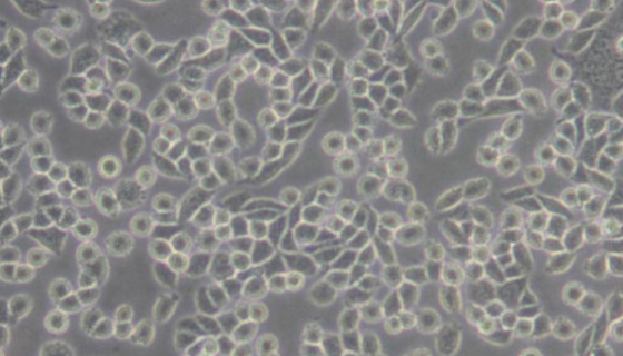 L Wnt-3A（小鼠皮下结缔组织细胞）培养操作规程！