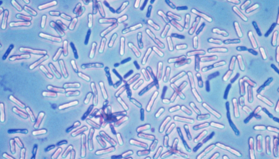 嗜热脂肪地芽孢杆菌的性质与用途及生产工艺！