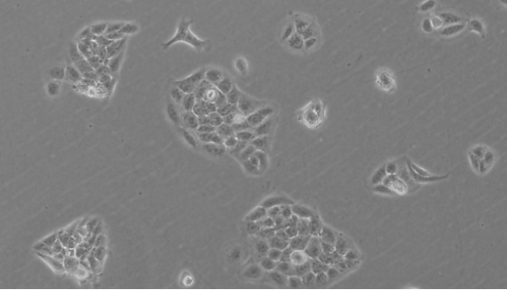 HOK-16B人口腔角質(zhì)細(xì)胞的培養(yǎng)方式與質(zhì)量檢測(cè)！