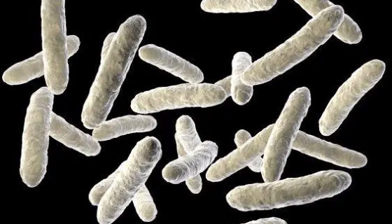 德氏乳杆菌保加利亚亚种——生产研究和发酵酸奶