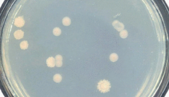ATCC 25978 欧洲亚硝化单胞菌 百欧博伟生物