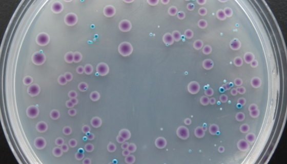 弧菌显色培养基的背景与应用及操作步骤！