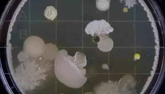 ATCC 33173 伸长盐单胞菌 百欧博伟生物