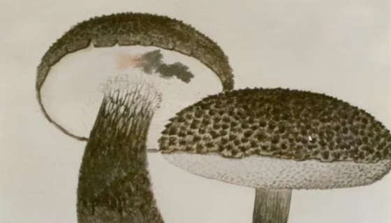 松塔牛肝菌的形態(tài)特征與生態(tài)習性及經濟用途！