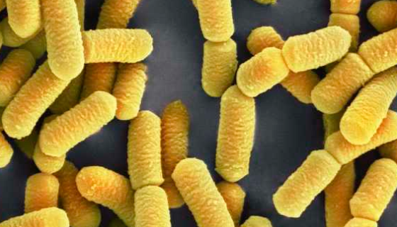 鼠乳桿菌：應用于泡菜、果蔬制品、飼料等生產