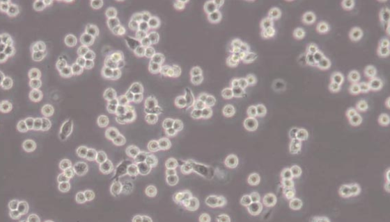 小鼠外周血單個核細胞的背景與應用及相關研究！