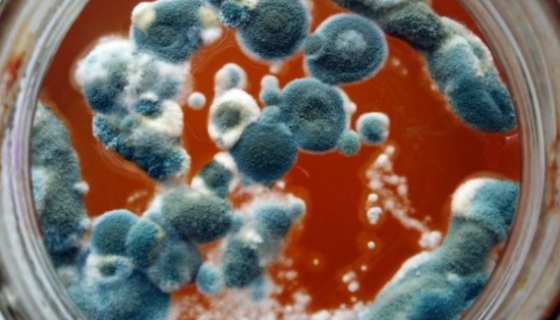 壯觀絲衣霉——產(chǎn)淀粉酶、蛋白酶和白酒釀造