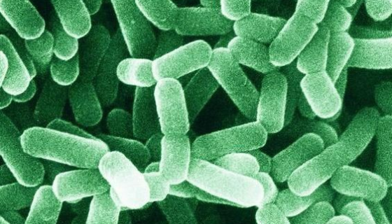 探秘乳酸菌：一種美味又健康的微生物！