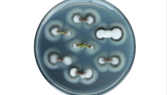 大麗輪枝菌的致病機制與發(fā)病條件及防治方法！