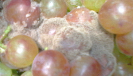 葡萄灰霉病的病原特征與流行規(guī)律及防治方法！