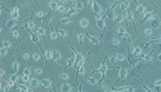 WISTAR大鼠骨髓間充質(zhì)干細(xì)胞完全培養(yǎng)基的應(yīng)用！