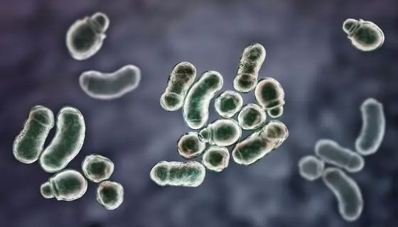 變形桿菌的主要類(lèi)群與危害及臨床表現(xiàn)與防制治療！