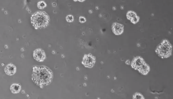 小鼠神經(jīng)干細(xì)胞的背景與應(yīng)用及相關(guān)研究！