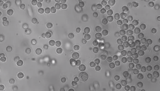 小鼠淋巴瘤細胞(NK靶細胞)的培養(yǎng)及應用！