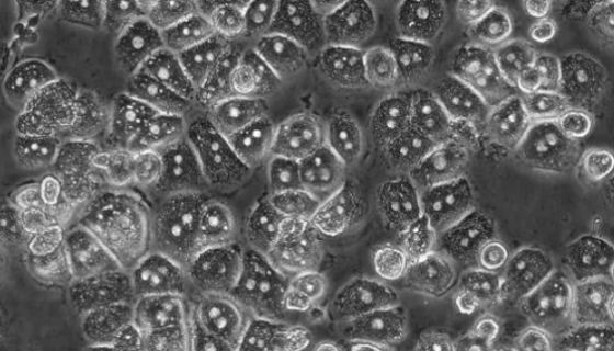 人肝實質細胞的背景與應用及相關研究！