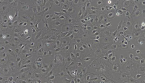大鼠小腸隱窩上皮細胞的背景與應用及相關研究！